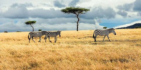 6-Day Discover Africa Safari