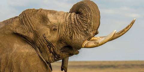 6-Day Fascinating Midrange Kenya Classic Safari