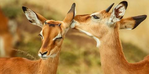 4-Day Northern Kenya Unique Luxury Samburu NR / Olpejeta