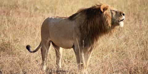 Tsavo East Safari Experience Starting from Mombasa