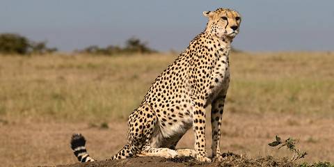 3-Day Masai Mara Midrange Outside the Park Safari