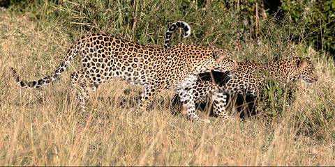 3-Day Masai Mara Sarova Experience