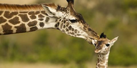 5-Day Classic Kenya Budget Safari Experience