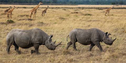 9-Day Kenya Wild North & Rift Valley Explorer Safari