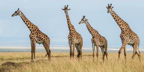 9-Day Kenya Safari in Savanna