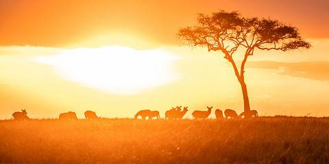 6-Day Mara-Nakuru-Amboseli Budget Safari 4x4 Landcruiser