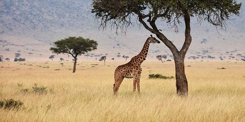 7-Day Magical Mara, Nakuru & Diani Beach Escape