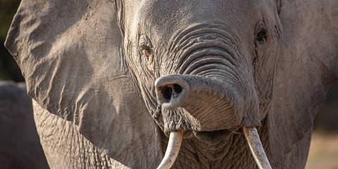 6-Day Exclusive Luxury Safari Experience