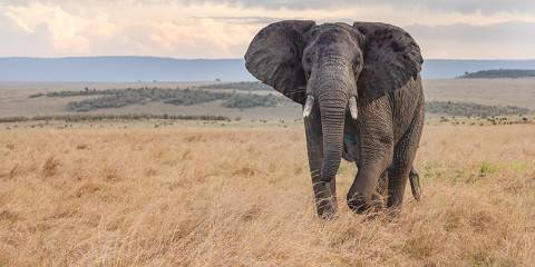 7-Day Private Kenya's Finest Safari