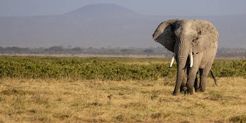 4-Day Masai Mara & Elsamere Naivasha Conservation Tour