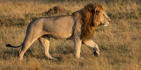 7-Day Kenya's Most Iconic Parks Adventure