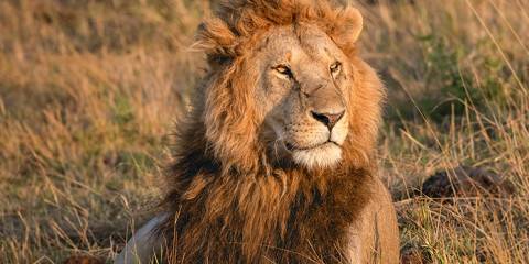 6-Day Masai Mara-Nairobi-Amboseli-Tsavo East-Mombasa