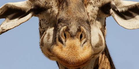 3-Day Budget-Friendly Maasai Mara Wildlife Safari