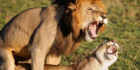 14-Day Kenya-Tanzania Midrange Lodges Shared Group Safari