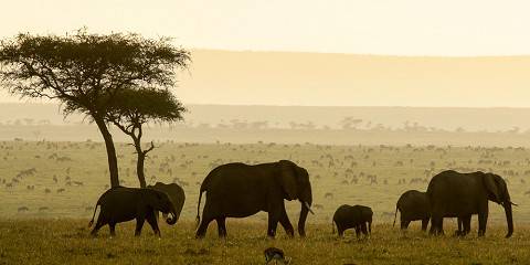 4-Day Masai Mara Reserve and Lake Nakuru National Park