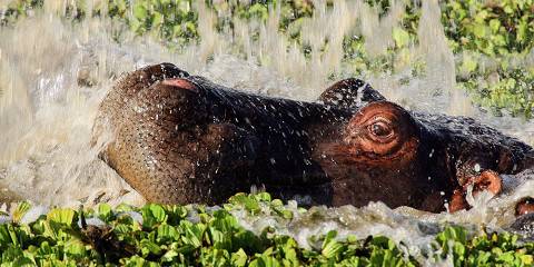 6-Day Fly-in Ultra Luxury Elewana (Mara & Amboseli)