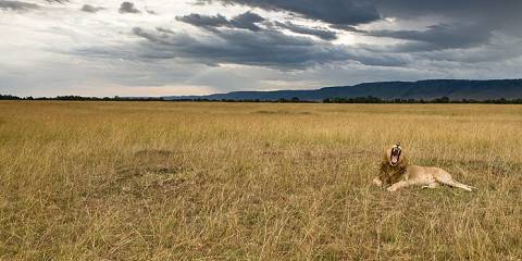 6-Day Amboseli, Lake Naivasha, Masai Mara Safari