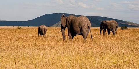 5-Day Classic Mara, Nakuru & Naivasha Safari