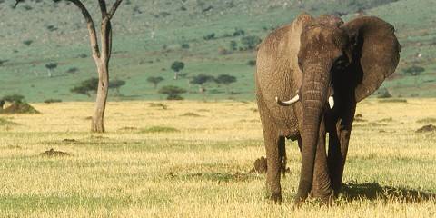 5-Day Meru National Park to Samburu National Reserve