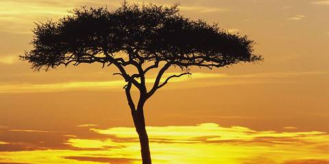 Best of East Africa Safari in Kenya and Tanzania