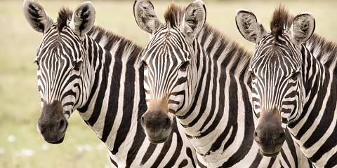3-Day Masai Mara by Flight Luxury Safari