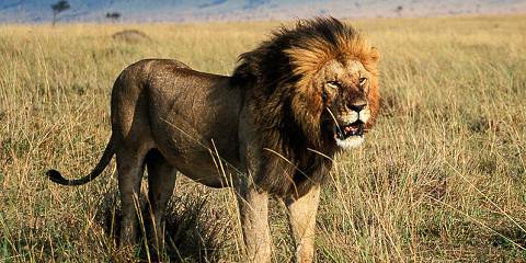 7-Day Mara-Nakuru-Naivasha-Amboseli Budget Safari on 4x4