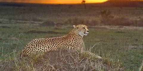 5-Day Opulent Safari Escapades