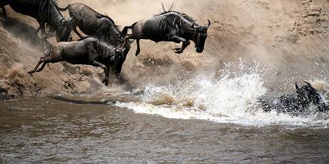3-Day Great Migration Chase in Maasai Mara