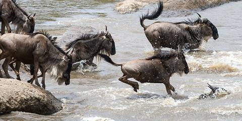 3-Day Maasai Mara Budget Group Safari – 4x4 Land Cruiser