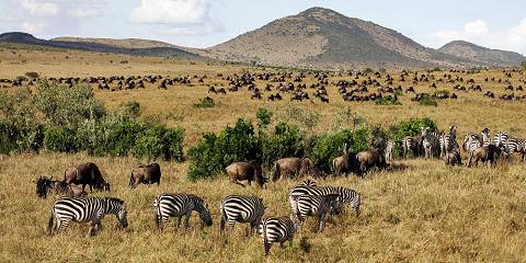 Big Five & Great Migration Bush Adventure