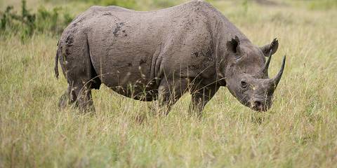 8-Day Kenya Budget Safari