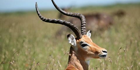 3-Day Masai Mara Shared Budget Safari Using Safari Van