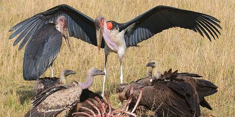 3-Day Group-Joining Safari in Enkorok Safari Camp