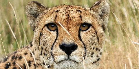 10-Day Highlights of Kenya
