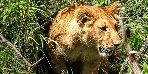 9-Day Kenyan Wildlife Luxury Trip Big Five