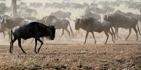 Wild Wonders of Kenya