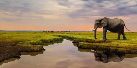 6-Day Mara, Nakuru, Amboseli Group Safari 4x4 Jeep