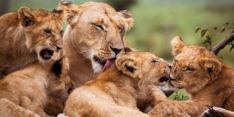 10-Day Safari Luxury in the Wild-Kenya's Untamed Beauty