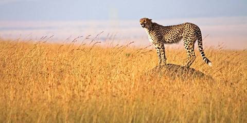 5-Day Amboseli , Naivasha & Masai Mara NR Budget Safari