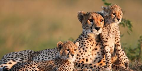 5-Day Masai Mara, Nakuru, & Naivasha Group Budget Safari
