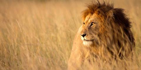 8-Day The Best of Kenya ~ Amboseli to Maasai Mara Safari