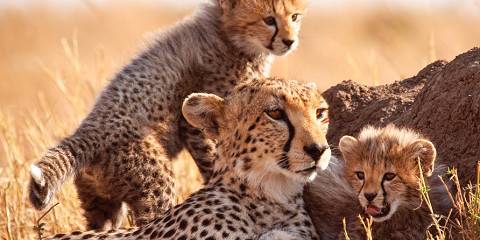 4-Day Mara & Nakuru Ultimate Group Joining Safari