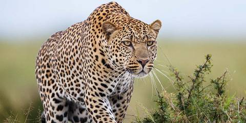 5-Day Majestic Safari Ol Pejeta, Nakuru, Mara Expedition