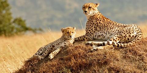 7-Day Masai Mara-Nakuru-Naivasha-Amboseli Budget Tour