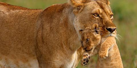 6-Day Memorable Encounters with Wildlife