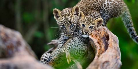 7-Day Luxury Magical Kenya Wild Hunt Safari 4x4 Jeep 22