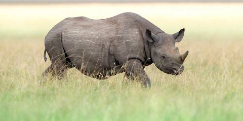 10-Day Best of Kenya and Tanzania Midrange Safari