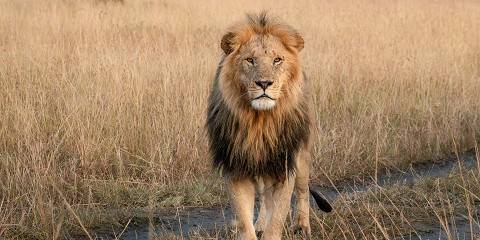 6-Day Highlands to Savannah Adventure