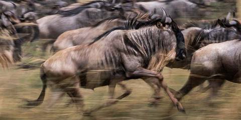 4-Day Exquisite Private Luxury Safari