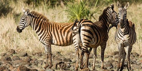 4-Day Untamed Samburu & Meru National Park Kenya Safari